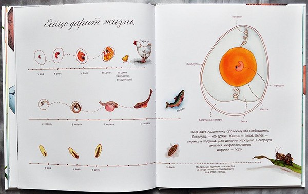 Vabani, cāļi, tauriņi. Mēs kopā ar bērniem mācāmies dabu
