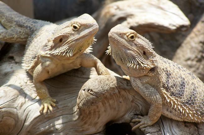 Bārdains agama jūsu terārijā