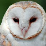 Mājas pūces: kā uzturēt?