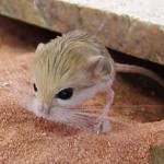 Mājas jerboa: apkope un kopšana Mājas jerboa: apkope un kopšana