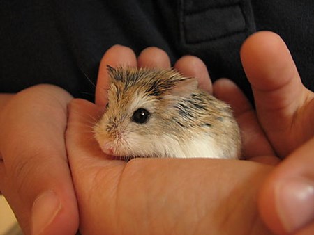 kāmja džunāra foto