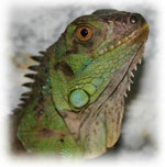 Iguana mājās