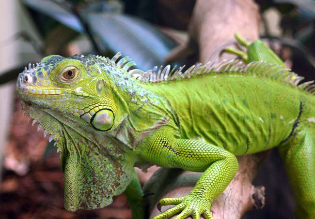 Iguana mājās