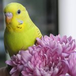 Kā uzrakstīt papagaiļus Kā uzrakstīt papagaiļus