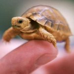 Kā noteikt bruņrupuču dzimumu? Kā noteikt bruņrupuču dzimumu?