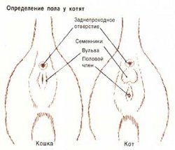 Kā noteikt kaķēnu dzimumu?