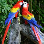 Kā izvēlēties papagaiļu
