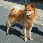 Karelu-Somijas Laiks (Somijas špics) Karelu-Somijas Laiks (Somijas špics)