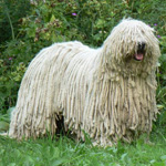 Komondor: Ungārijas aitu suns Komondor: Ungārijas aitu suns
