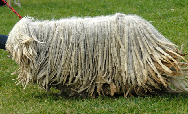 Komondor: Ungārijas aitu suns