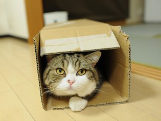 Cote Maru ir interneta zvaigzne