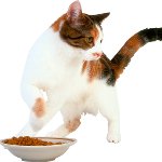 Kaķis neko neko ēd Kaķis neko neko ēd