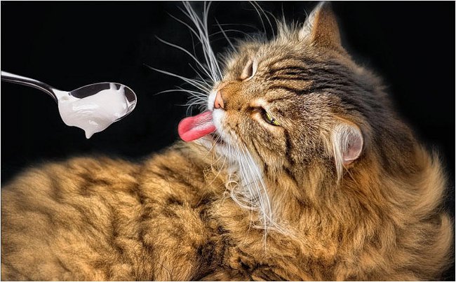 Kaķis neko neko ēd