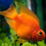 Sarkanais papagailis tavā akvārijā