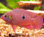 Kas ir cichlids? Kas ir cichlids?