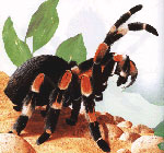 Kā rūpēties par tarantula zirnekļiem