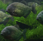Piranhas jūsu akvārijā Piranhas jūsu akvārijā