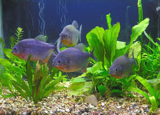 Piranhas jūsu akvārijā
