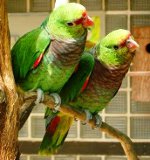 Amazones papagaiļi: saturs, aprūpe, barošana