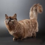 Kaķu šķirne: munchkin Kaķu šķirne: munchkin