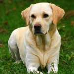 Šķirnes Labradors Šķirnes Labradors