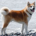 Suņu šķirne: Akita Inu