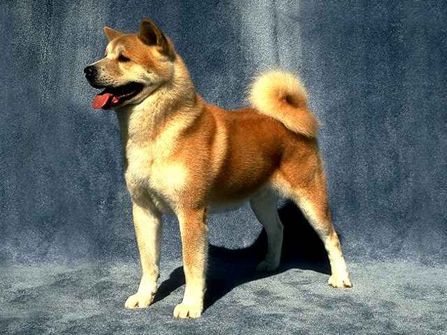 Suņu šķirne: Akita Inu