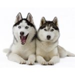 Husky suņu šķirne
