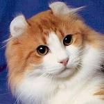 Kaķu šķirnes: American Curl Kaķu šķirnes: American Curl