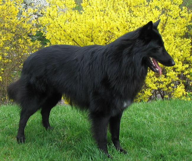 Suņu šķirnes: Beļģijas aitu suns Grunendāls