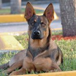 Suņu šķirnes: Beļģijas aitu Malinois Suņu šķirnes: Beļģijas aitu Malinois