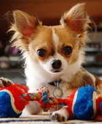 Suņu šķirnes: chihuahua Suņu šķirnes: chihuahua