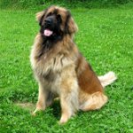 Suņu šķirnes: leonberger