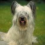 Suņu šķirnes: skye terjers Suņu šķirnes: skye terjers