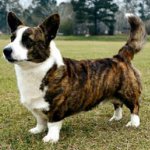 Suņu šķirnes: velsiešu corgi džemperis Suņu šķirnes: velsiešu corgi džemperis