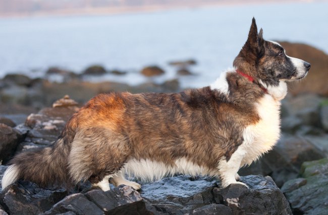 Suņu šķirnes: velsiešu corgi džemperis