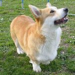 Suņu šķirnes: velsiešu corgi pembroke