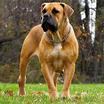 Suņu šķirnes: Dienvidāfrikas Boerboel Suņu šķirnes: Dienvidāfrikas Boerboel