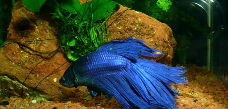 Cockfish: aprūpe, saturs, uzturs