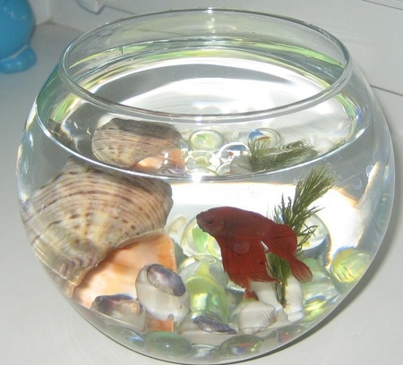 Cockfish: aprūpe, saturs, uzturs