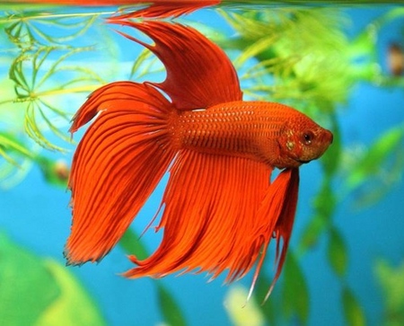 Cockfish: aprūpe, saturs, uzturs