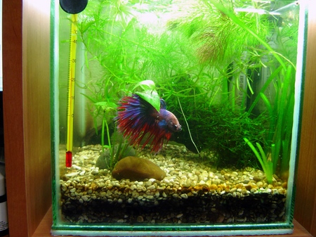 Cockfish: aprūpe, saturs, uzturs