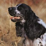 Krievu medību spaniels
