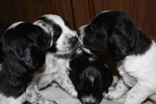 Krievu medību spaniels