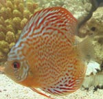 Populārākās cichlids sugas Populārākās cichlids sugas