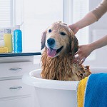 Shampoo suņiem: kā izvēlēties?