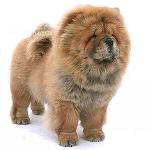 Chow Chow suns: īpašības un aprūpe
