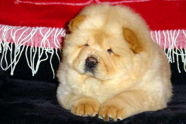 Chow Chow suns: īpašības un aprūpe