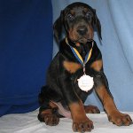 Suber Doberman