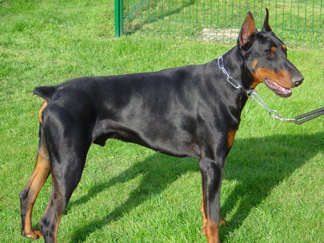 Suber Doberman